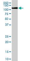 Anti-USO1 Goat Polyclonal Antibody