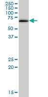 Anti-DEPDC7 Mouse Polyclonal Antibody