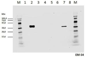 Antibody A86525-100 100 µg