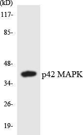 Western blot analysis of the lysates from HUVEC cells using Anti-p42 MAPK Antibody