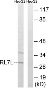 Anti-RPL7L1 antibody