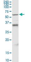 Anti-MDM4 Rabbit Polyclonal Antibody