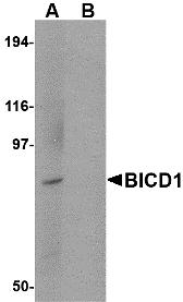 Western blot analysis of BICD1 in Daudi cell lysate with BICD1 antibody at 1 &#956;g/mL in (A) the absence and (B) the presence of blocking peptide.