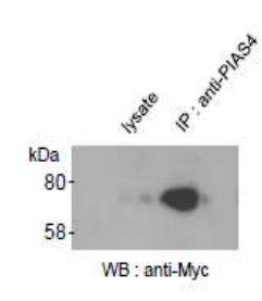 Anti-PIAS4 Antibod