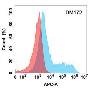 Flow cytometry analysis with Anti-GCSF Receptor Antibody [DM172] - Azide free (A318537) on Expi293 cells transfected with human CD114 (blue histogram) or Expi293 transfected with irrelevant protein (red histogram)