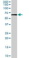 Anti-PDPK1 Goat Polyclonal Antibody