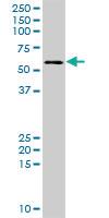 Anti-DEPDC7 Mouse Polyclonal Antibody