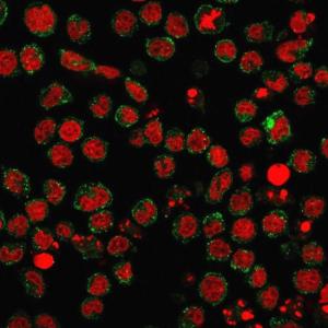 Immunofluorescent analysis of U937 cells stained with Anti-CD15 Antibody [FUT4/1478R] followed by Goat Anti-Mouse IgG (CF&#174; 488) (Green). Nuclei are stained with RedDot