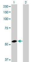 Anti-USP3 Rabbit Polyclonal Antibody