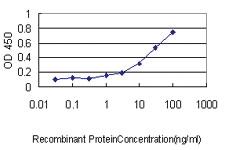 Anti-STAMBP Mouse Monoclonal Antibody [clone: 1A8]