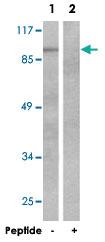 Anti-BCAR1 Rabbit Polyclonal Antibody