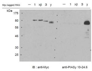 Anti-PIAS4 Antibod