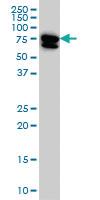 Anti-MTMR2 Mouse Monoclonal Antibody [clone: 4G6]