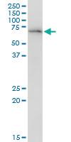 Anti-DEPDC7 Mouse Polyclonal Antibody