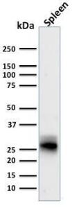 Western blot analysis of human spleen tissue lysate using Anti-HLA DRB Antibody [SPM423]