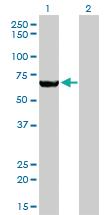 Anti-MTMR2 Mouse Monoclonal Antibody [clone: 4G6]