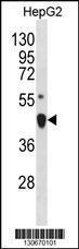 Anti-LHX4 Rabbit Polyclonal Antibody (FITC (Fluorescein Isothiocyanate))