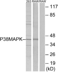 Western blot analysis of lysates from 293 and RAW246.7 cells using Anti-p38 MAPK Antibody. The right hand lane represents a negative control, where the antibody is blocked by the immunising peptide