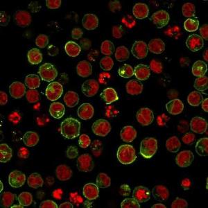 Immunofluorescent analysis of Raji cells stained with Anti-HLA DRB Antibody [SPM423] (CF&#174; 594) (Green). The nuclear counterstain is RedDot (Red)