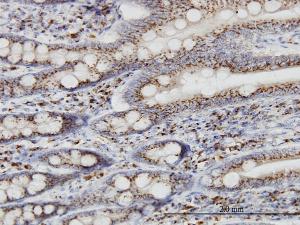 Anti-TGOLN2 Mouse Monoclonal Antibody [clone: 2F11]