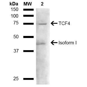 Antibody A304927-100 100 µg