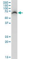 Anti-DEPDC7 Mouse Polyclonal Antibody