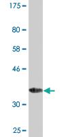 Anti-MANF Mouse Monoclonal Antibody [clone: 1D10]