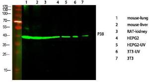 Western blot analysis of various cells using Anti-p38 MAPK Antibody at 1:1,000 (4°C overnight). Goat Anti-Rabbit IgG (IRDye 800) was used as a secondary at 1:5,000 (25°C, 1 hour)