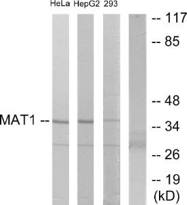 Western blot analysis of lysates from HeLa, HepG and 293 cells using Anti-MAT1 Antibody. The right hand lane represents a negative control, where the antibody is blocked by the immunising peptide.