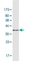 Anti-RANGRF Mouse Monoclonal Antibody [clone: 1H4]