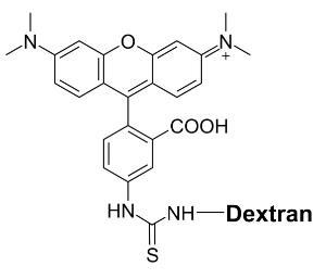 Tritc-dextran conj µg 21710 25 mg