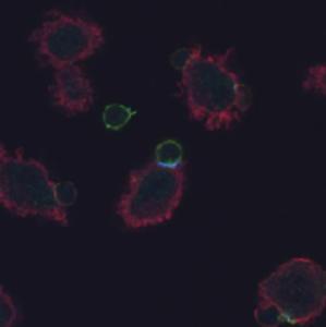 Detection of phosphorylated CD3 zeta (EM-26; light blue) in immunological synapse formed between the lymph node naïve T cells from and TCR transgenic mice and DCEK cells loaded with MCC peptide, after 20 min. Total CD3 zeta indicated in green, actin cytoskeleton in red