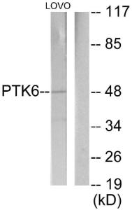 Antibody A95137-100