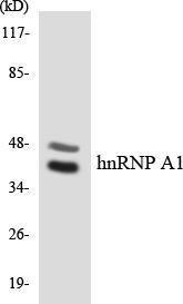 Western blot analysis of the lysates from RAW264.7 cells using Anti-hnRNP A1 Antibody