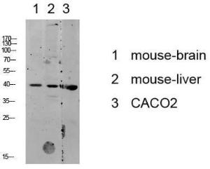 Western blot analysis of various lysate using Anti-p38 MAPK Antibody