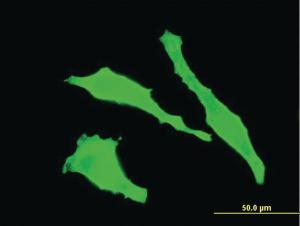 Anti-TGOLN2 Mouse Monoclonal Antibody [clone: 2F11]