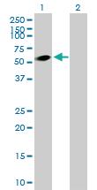 Anti-DEPDC7 Mouse Polyclonal Antibody