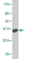 Anti-EHMT1 Mouse Monoclonal Antibody [clone: 3G1]