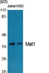 Western blot analysis of various cells using Anti-MAT1 Antibody