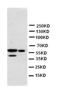 Anti-Src Rabbit Polyclonal Antibody