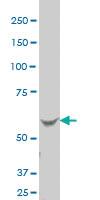 Anti-TRPC4AP Mouse Polyclonal Antibody