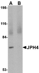 Western blot analysis of JPH4 in 293 cell lysate with JPH4 antibody at 1 &#956;g/mL in (A) the absence and (B) the presence of blocking peptide.