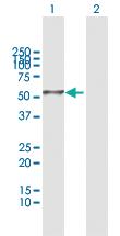 Anti-DEPDC7 Rabbit Polyclonal Antibody