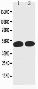 Anti-Cyclin A Mouse Monoclonal Antibody [clone: CY-28]