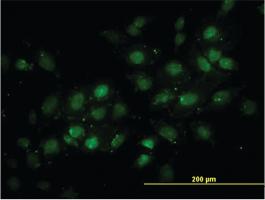 Anti-TRDMT1 Mouse Monoclonal Antibody [clone: 1E12]