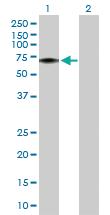 Anti-FLVCR1 Rabbit Polyclonal Antibody