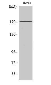 Western blot analysis of various cells using Anti-Collagen XI alpha2 Antibody