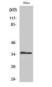 Western blot analysis of 293 cells using Anti-MAT1 Antibody