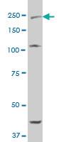 Anti-ADGRB2 Mouse Polyclonal Antibody