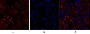 Immunofluorescence analysis of mouse kidney tissue using Anti-p38 MAPK Antibody (red) at 1:200 (4°C overnight). Cy3 labelled secondary antibody was used at 1:300 (RT 50min). Panel A: Target. Panel B: DAPI. Panel C: Merge